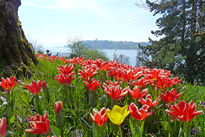 Tulpenblüte auf der Insel Mainau im Bodensee